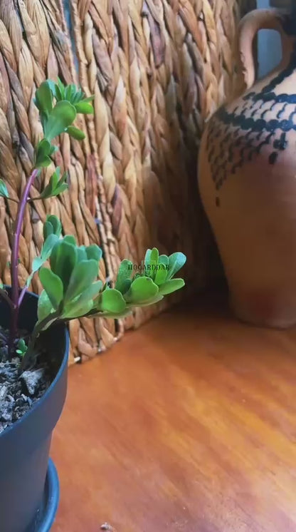 Decorative Board with Engraving | Start with Bismillah · End with Alhamdulillah |